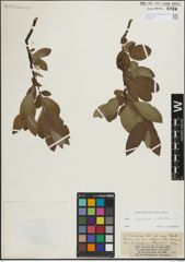 Foto von Salix lapponum L. x Salix silesiaca Willd.
